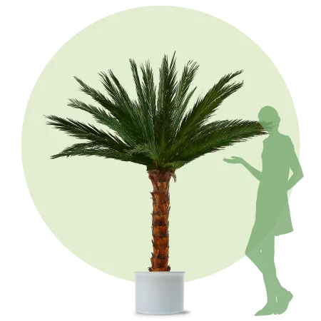Palm Areca 2,0m